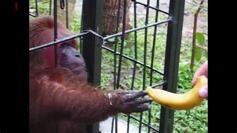 ghetto monkey eating bananas